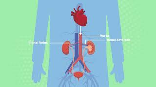 The Structure of the Excretory System  Kidneys WJEC GCSE Biology  ENGLISH [upl. by Jordon]