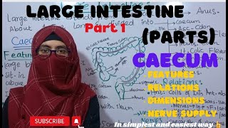 Large Intestine  CAECUM ANATOMY  Features  Relations  Dimensions  ayeshamedicaleducation [upl. by Amias120]