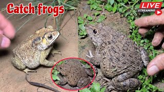 🐸🤏Boing boing catching froggy funny  catch frogs make you laugh  catch frogs for fun part0005 [upl. by Annodahs]