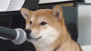 shibe does a sing [upl. by Rehpinej]