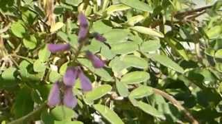 Indigofera tinctoria  Blue Dye plant  Indigo  Indígó  Litunarjurtir  Garðskálaplanta [upl. by Mathre]