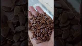 Persimmon seed  jaikisanhp  shortvideo youtube [upl. by Elrahc]