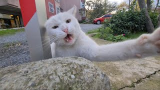 Angry White Cat Attacks my Camera and Slaps it [upl. by Dohsar]