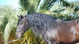 JALEO caballo pre caballo pura raza española caballo negro andaluz andalusian horse [upl. by Turrell771]