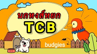 นกหงส์หยก TCB Texas Clearbody Budgiesโดยทีม หงส์หยกแปดริ้ว [upl. by Salangia]