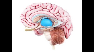 Physiologies du Thalamus et de lhypothalamus [upl. by Siouxie]