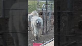 Our Great Pyrenees Axle is ready for his dinner pyrenees dog [upl. by Oech891]