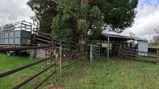 Steers unloading [upl. by Ajet]