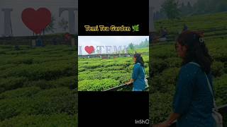 Temi Tea Garden sikkim temiteagarden naturelovers organicfarming tour youtubeshorts [upl. by Auohs]