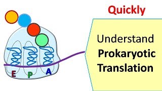 Translation in prokaryotes  Protein synthesis in prokaryotes [upl. by Knight]