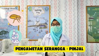 Pengawetan Serangga Mounting  Pinjal [upl. by Faxon487]