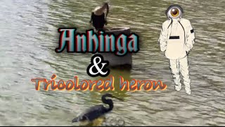 Anhinga and Tricolored Heron [upl. by Gillette]