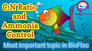 CN Ratio and Ammonia Control in BioFloc BioFloc fish farming [upl. by Suhploda]