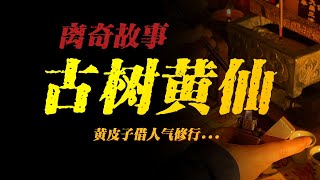 【離奇故事】古樹黃仙：黃皮子借人氣修煉【殺豬刀詭實錄】聽書有聲書恐怖故事睡前故事 [upl. by Kreit]