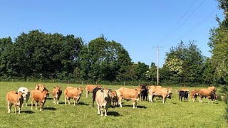 LETTING PARTHENAISE CATTLE OUT TO GRASS AFTER 7 AND A HALF MONTHS INDOORS 14th Of May 2024 🇮🇪 [upl. by Zeralda419]