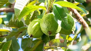 Organic Guava Cultivation Technology with Intercroping  Guava Farming in Pakistan  MAW [upl. by Doowle3]