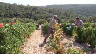 VENDANGES À LA GRANGE DES PÈRES by LOTEL DU VIN [upl. by Yetty]