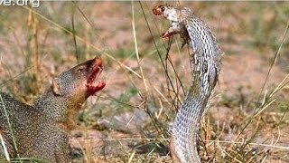 Mongoose vs Cobra Snake fight Videos Compilation 2015 [upl. by Nesto]