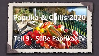 Paprika amp Chili 2020 Teil 9  Süße Paprikas IV [upl. by Comyns]