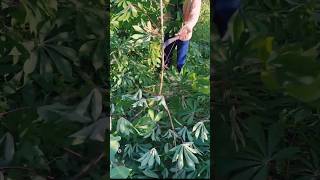 agritools farmer life tonglufeng agriculture agritool youtubeshorts viral [upl. by Aicak466]