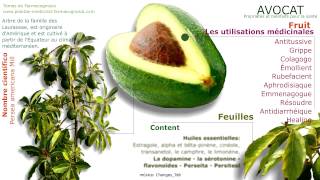 AVOCAT Les propriétés médicinales Fruit de lavocat les graines et les feuilles [upl. by Legnalos]