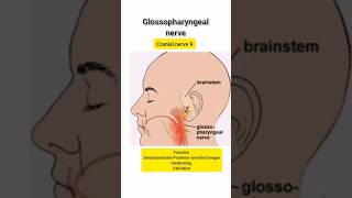 Glossopharyngeal nerve cranialnerves subscribeformorevideos [upl. by Alahcim]