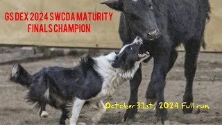 GS Dex 2024 Southwest Cattledog Association Maturity Finals Championship full run [upl. by Mascia593]