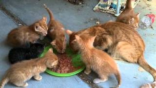 Phoebe and Kittens eating raw deerelk meat with egg yolk  part 2 [upl. by Deys]