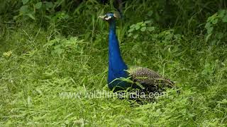 Pavo cristatus is the Latin fancy name of our common morh of Indian peafowl what we call a Peacock [upl. by Ultima]