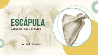 Escápula Anatomía Caras bordes ángulos y músculos [upl. by Dambro]