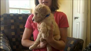 F1B Labradoodle Puppies 5 Weeks Old [upl. by Solraced617]