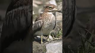 Water thickknee  Short video 4KUHD Birds Photography  Wild Video  Wildlife Animals [upl. by Telfore]