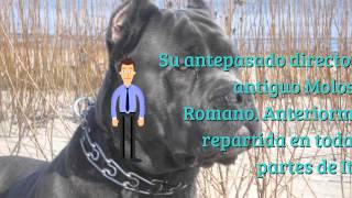 Perro Cane Corso Caracteristicas [upl. by Kast]