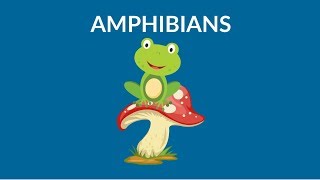 Learn about Amphibians  Amphibians Animal  Types of Amphibians [upl. by Leffen]