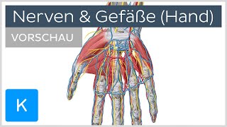 Anatomie der Hand Nerven und Blutgefäße Vorschau  Kenhub [upl. by Ojiram]