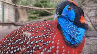 Magnificent Temmincks tragopan berlin tierpark zoo pheasant [upl. by Tooley]