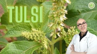 TULSI indicado para DEMÊNCIA fortalece o CORAÇÃO promove equilíbrio HORMONAL no pós RADIOTERAPIA [upl. by Franza262]