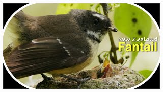 Cute New Zealand Fantail Bird Nest  Eggs  Fledgling in 3 Minutes [upl. by Lars]