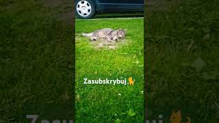 Co robi kocurek KitKat pod prysznicem🙀😹 viralvideo shorts cat trending funny [upl. by Yrokcaz]