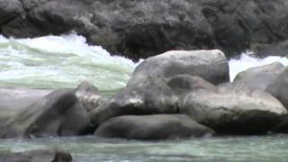 Wall Rapid Rishikesh  The Most Dangerous Rapid [upl. by Aamsa]