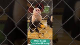 White Faced Capuchin Monkey apes limbani shortsvideo monkey chimpanzee [upl. by Revell116]