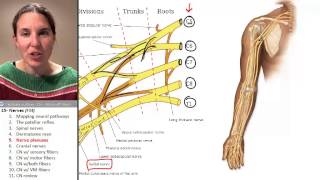 Nerves 5 Nerve Plexuses [upl. by Raddie]