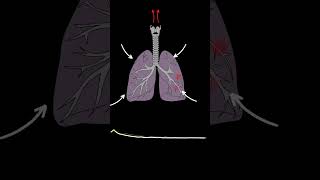 Lung Sounds Quiz  Normal and Abnormal lung sounds types respiratory [upl. by Odrareg]