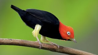 Birds Moonwalk Red Capped Manakin Moonwalk Dance [upl. by Assanav]