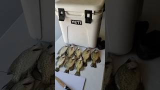 Crappie Filleting filleting fillet tutorial catchandcook crappie crappiefishing [upl. by Kcolttam]