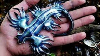 The Blue Sea Dragon Glaucus Atlanticus [upl. by Ngo197]