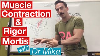 Rigor Mortis and Muscle Contraction  Muscular System [upl. by Eeryt]