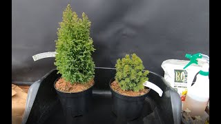 A New Picea Glauca and Lawsons Cypress Bonsai work [upl. by Darryl718]