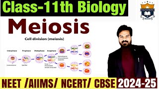 Meiosis  Phases of cell cycle  Cell cycle and cell division class 11  Biology NEET [upl. by Oirasor]