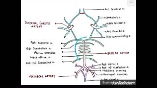 Blood Supply Of Brain Neuroanatomy University Exam Quick Revision [upl. by Idnarb995]